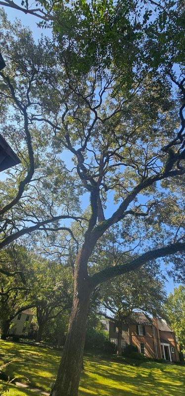 Tree Trimming