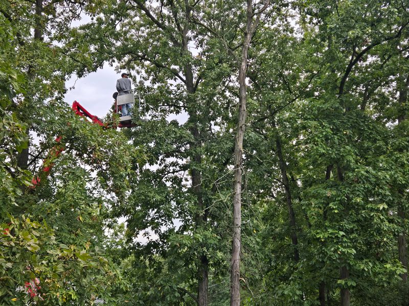 Tree Trimming