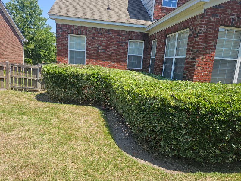Shrub Trimming