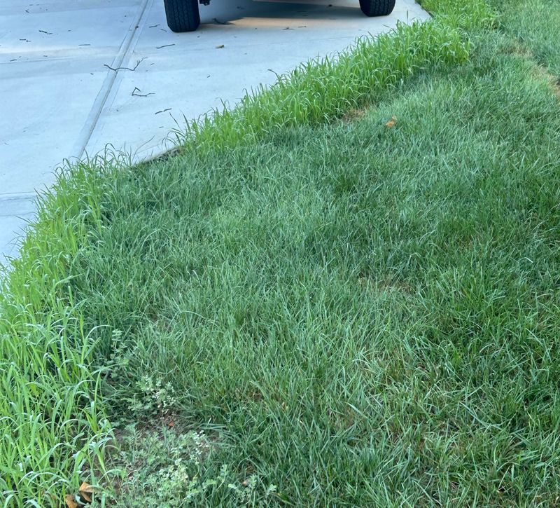 Sod and Grass Seed Installation