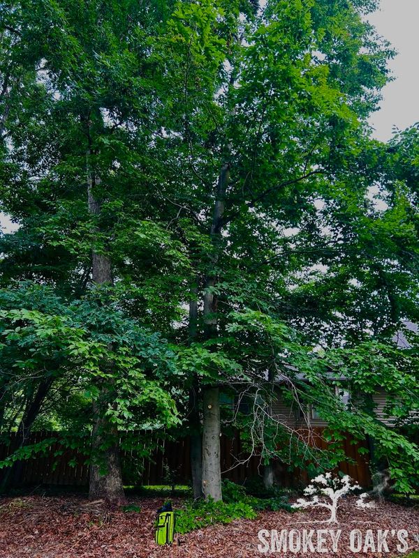 Tree Trimming