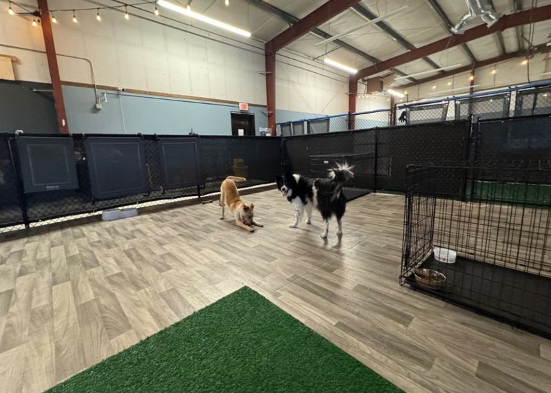 Open Play Daycare