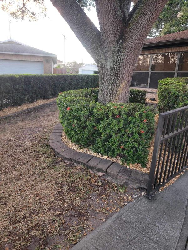 Tree Trimming