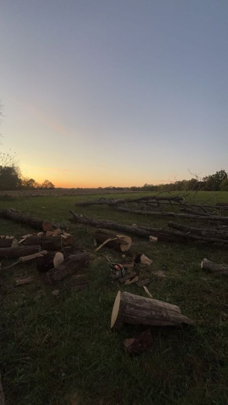 Expert Tree Removal for a Safer New Castle Landscape