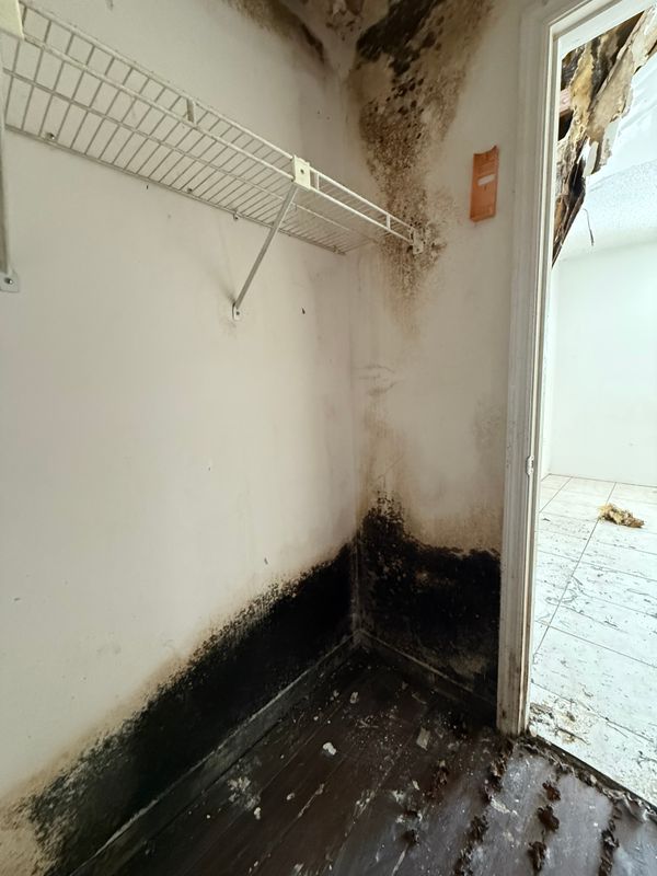 Mold Remediation