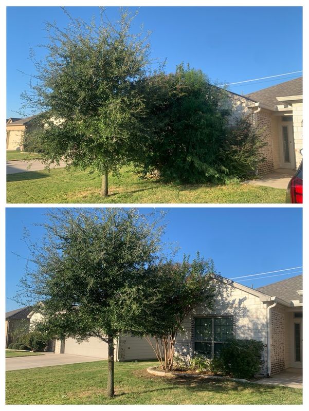 Tree Trimming & Removal