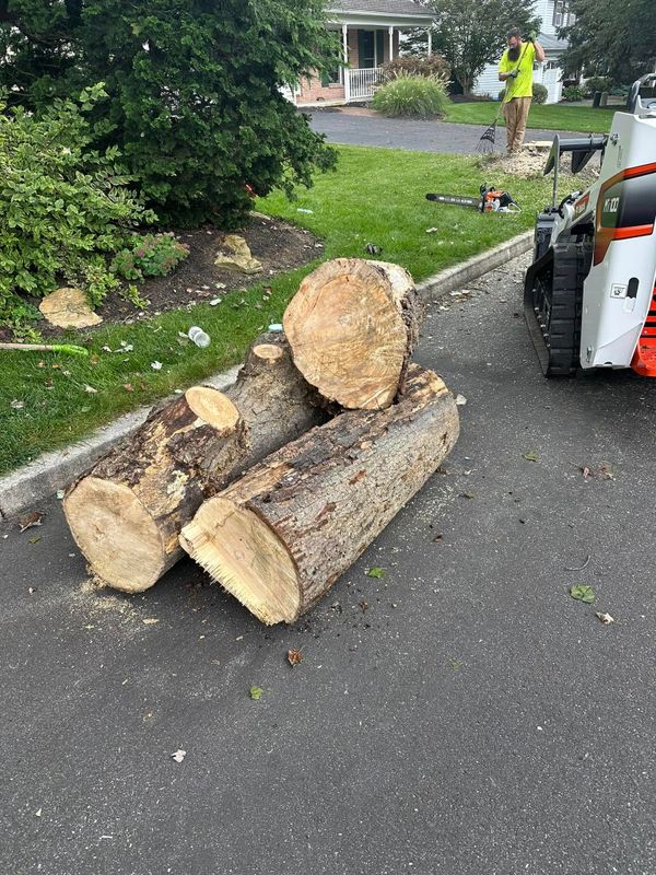 Tree Removal