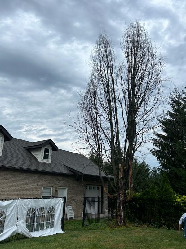 Revitalizing Lebanon: Expert Tree Removal and Stump Grinding by Dig-It Tree Company