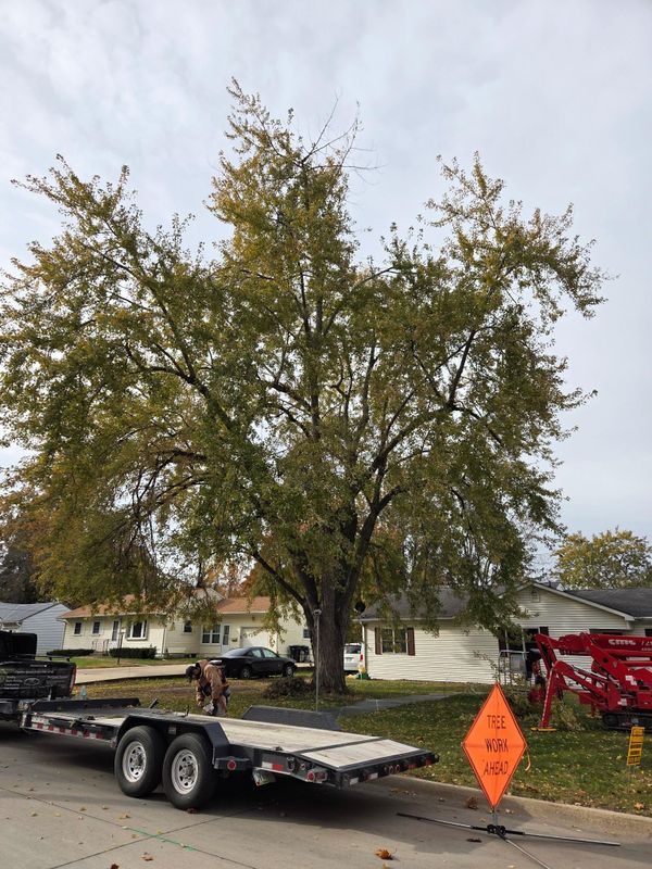 Tree Trimming
