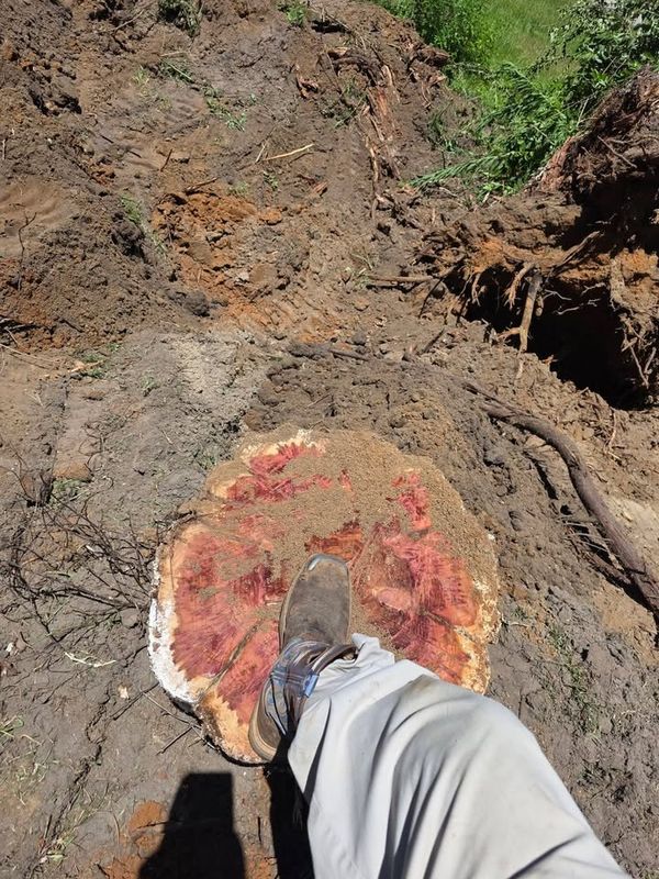 Tree Removal