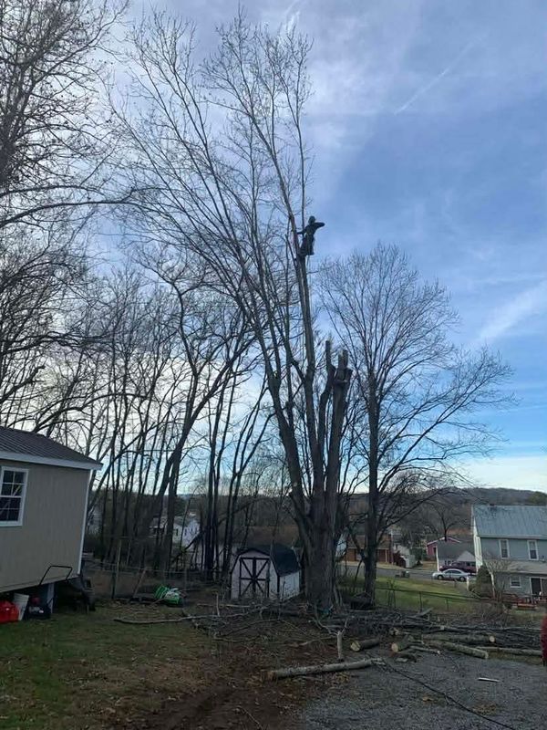 Tree Removal gallery