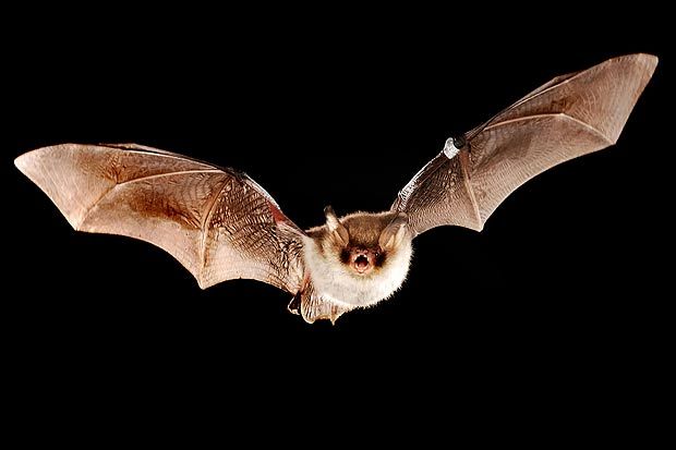 Wildlife Removal