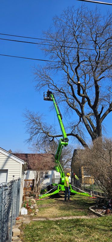 Tree Pruning & Trimming