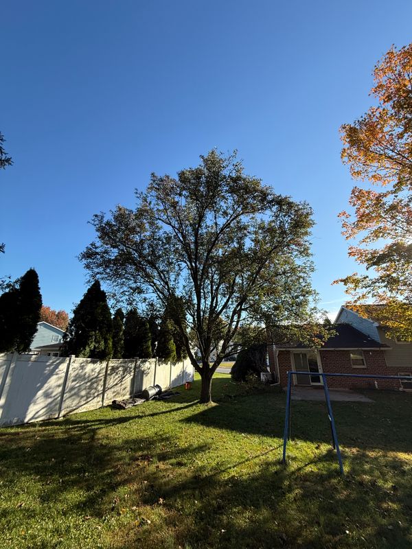 Tree Services