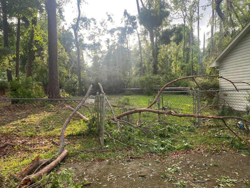 Tree Removal