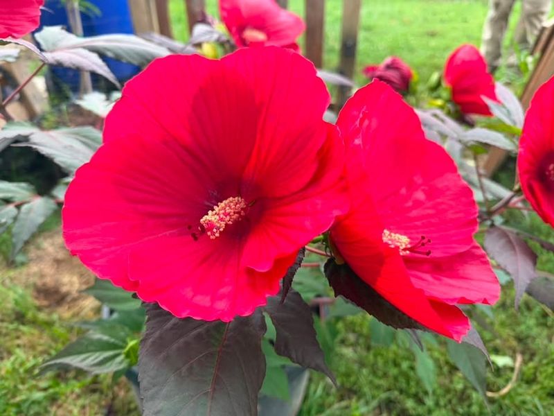 Plant & Shrub Installations