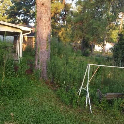 Tree & Shrub Care