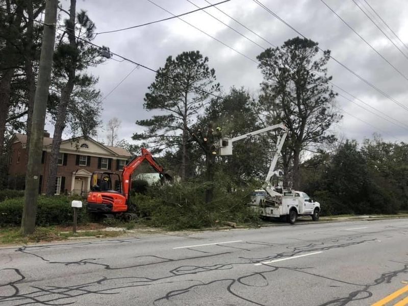 Tree Removal gallery