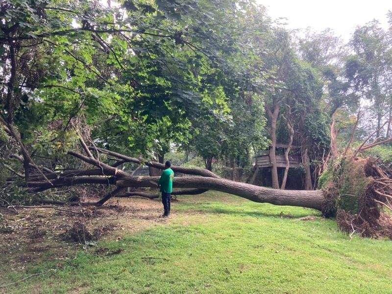 Residential Tree Services