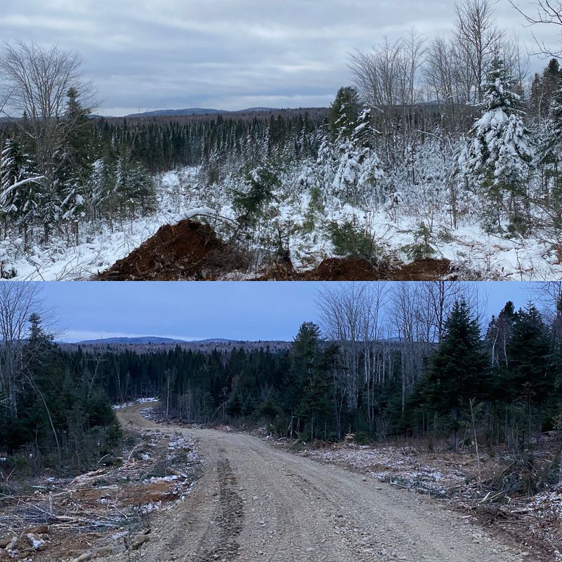 Land Clearing & Forestry Mulching