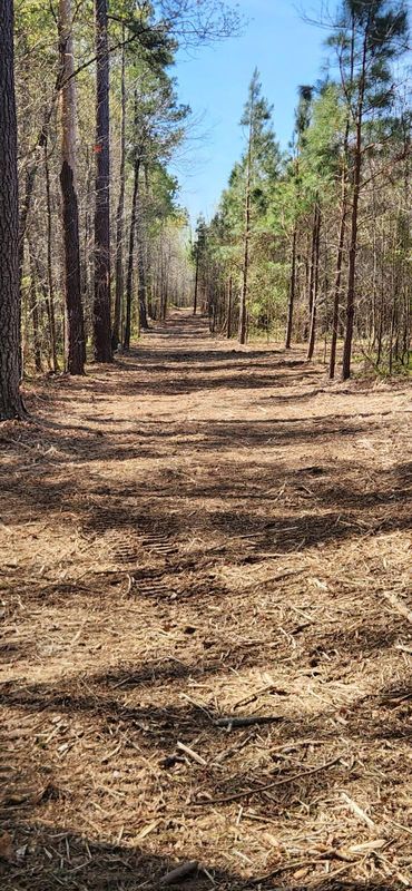 Land Clearing