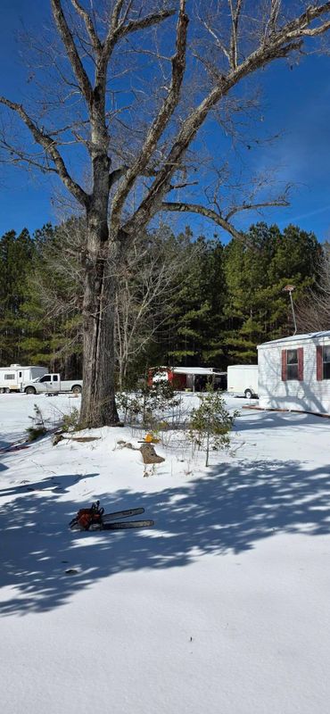 Emergency Tree Services