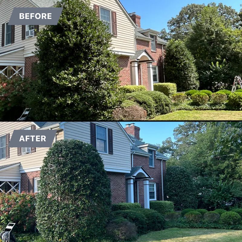 Tree Trimming