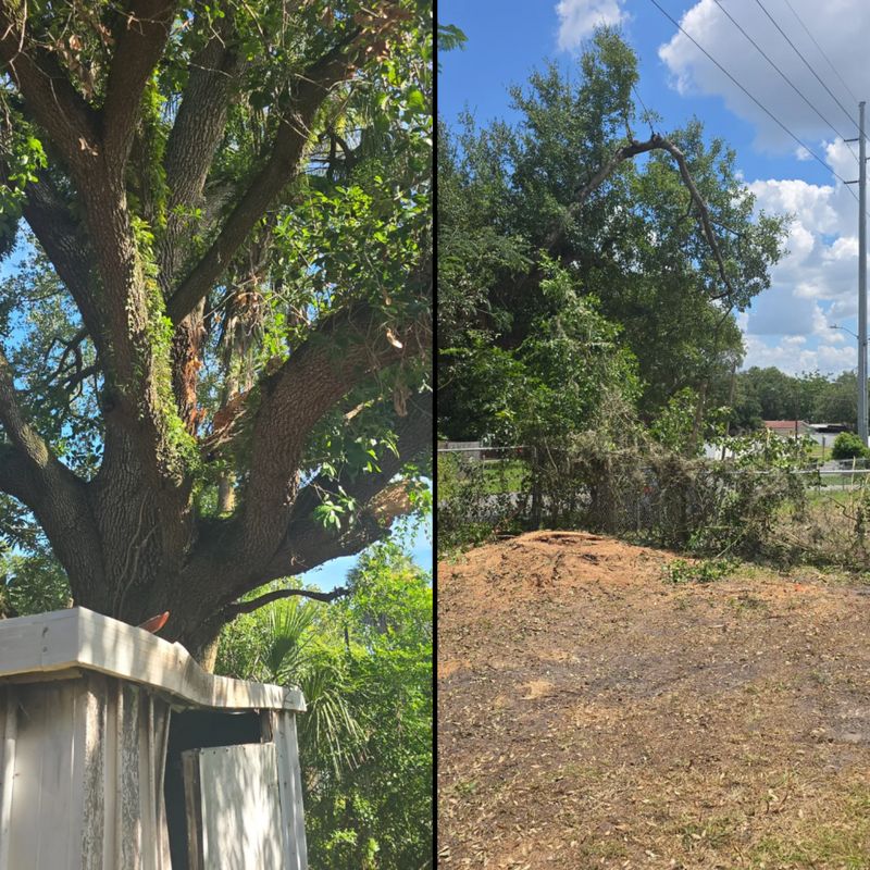 Stump Grinding and Removal
