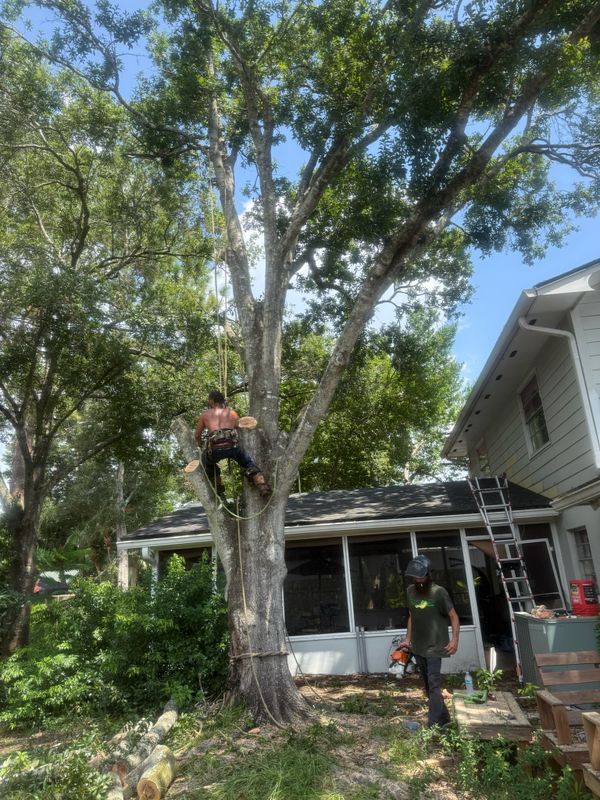 Tree Removal