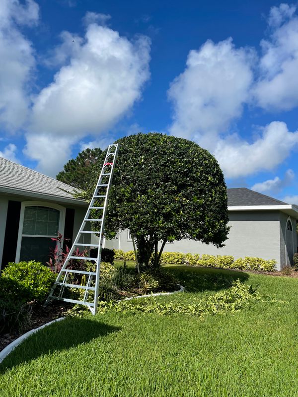 Shrub Trimming