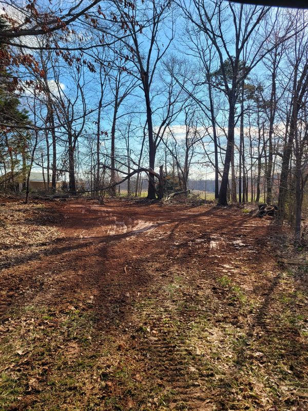 Tree Trimming & Removal