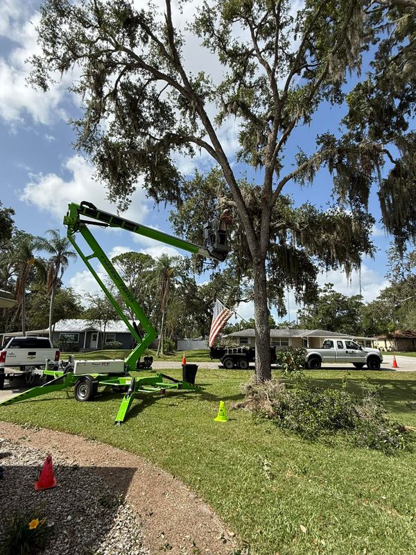 Tree Trimming