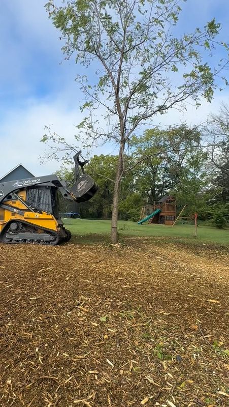 Tree Removal