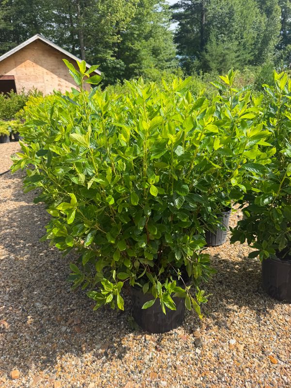 Garden Center