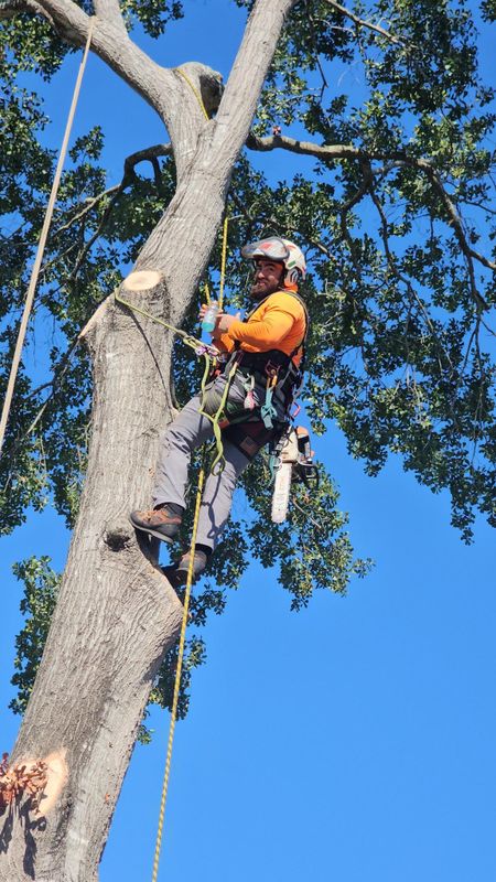 Tree Trimming