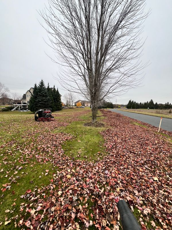 Yard Clean Up