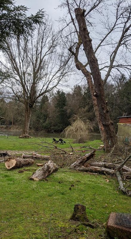 Tree Removal gallery