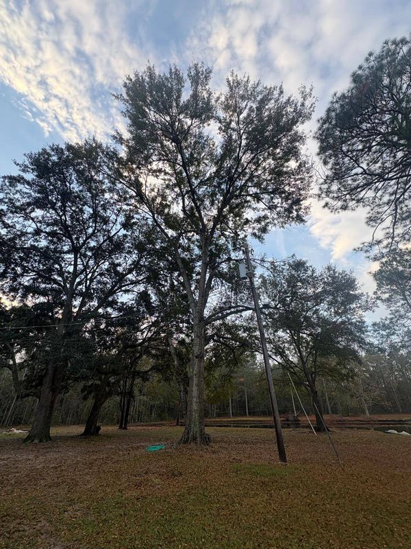 Tree Trimming and Removal