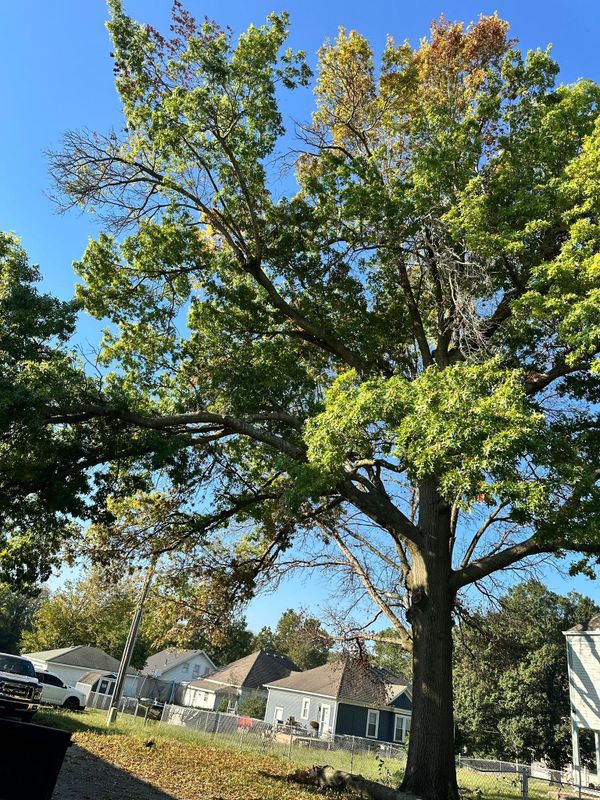 Fall Clean Up