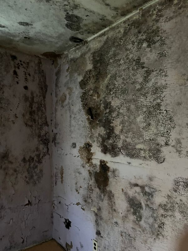 Mold Remediation