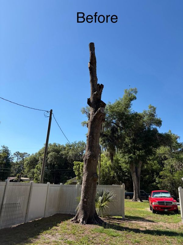 Tree Removal