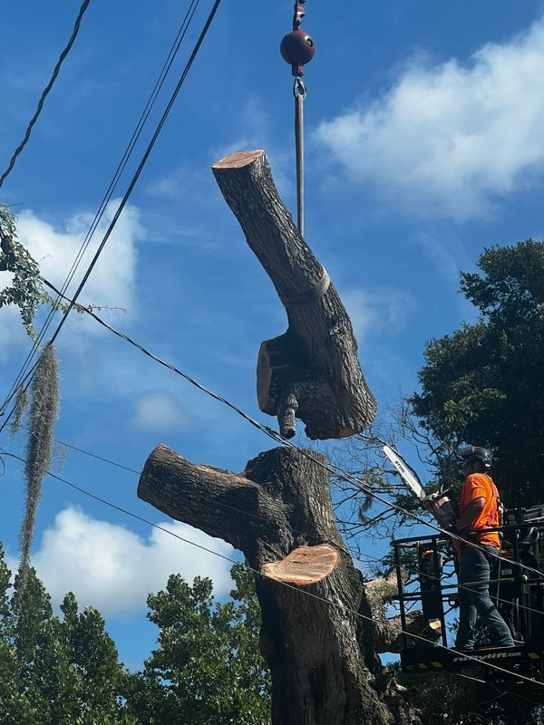 Tree Removal gallery
