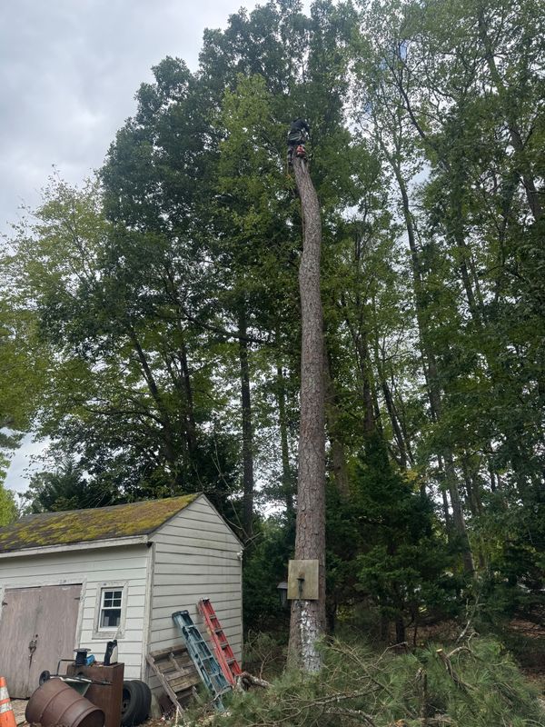 Tree Trimming