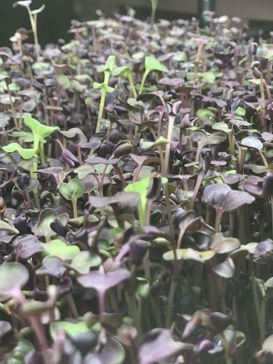 Seeds & Seedlings