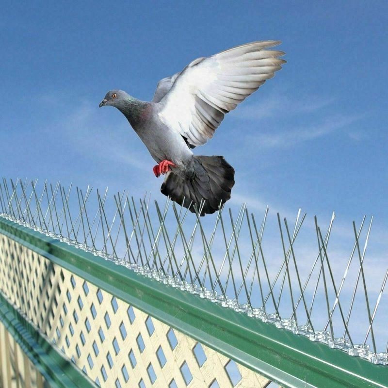 Pigeon Control