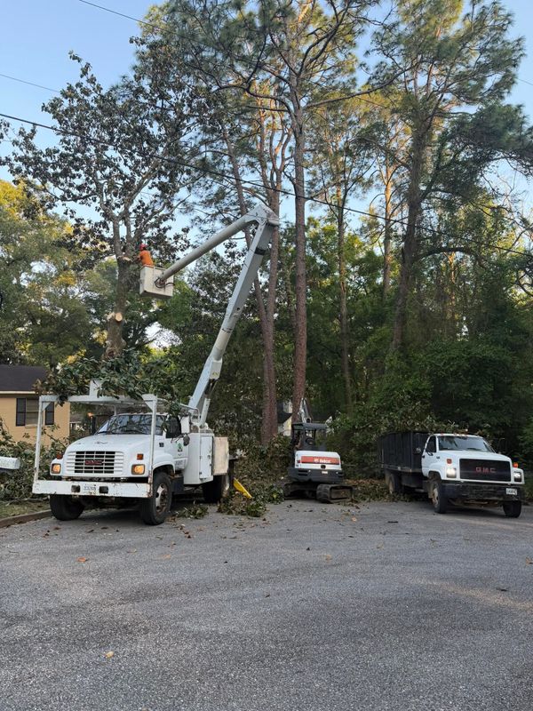 Tree Trimming