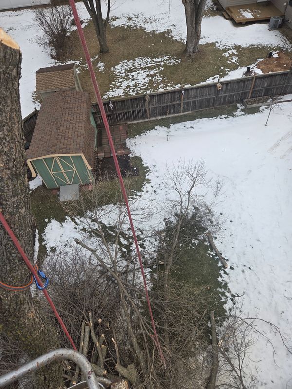 Tree Removal