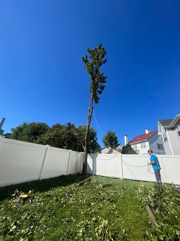 Tree Trimming