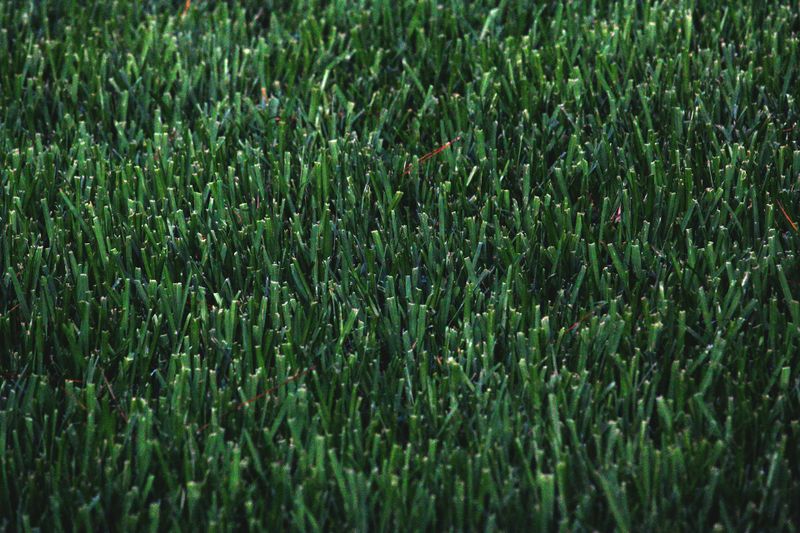 Lawn Mowing