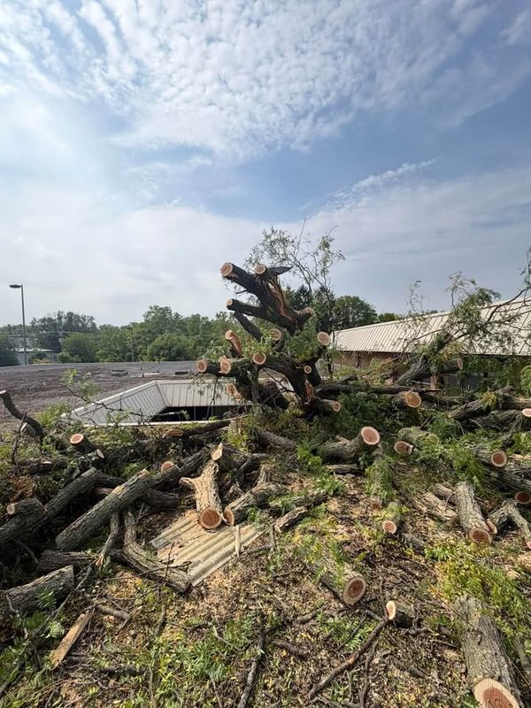 Tree Removal